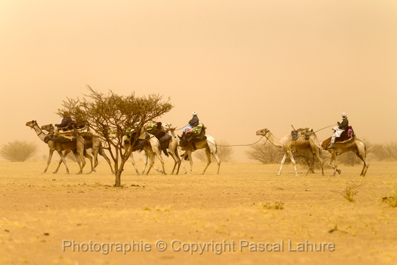 EJ9C4101_FICSA 2016_Pascal_Lahure.JPG